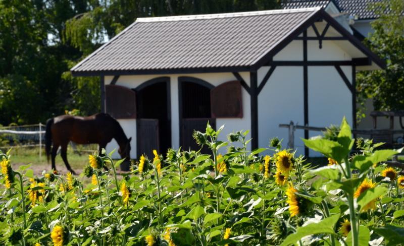 Zielone Zacisze Murzynowo Kościelne Exterior foto