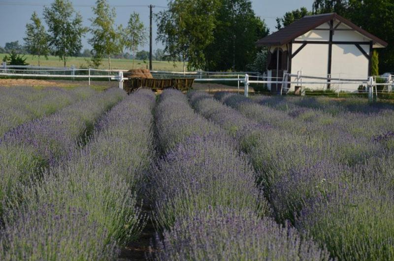 Zielone Zacisze Murzynowo Kościelne Exterior foto