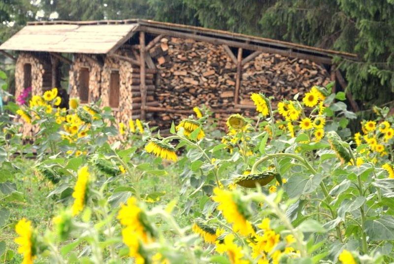 Zielone Zacisze Murzynowo Kościelne Exterior foto
